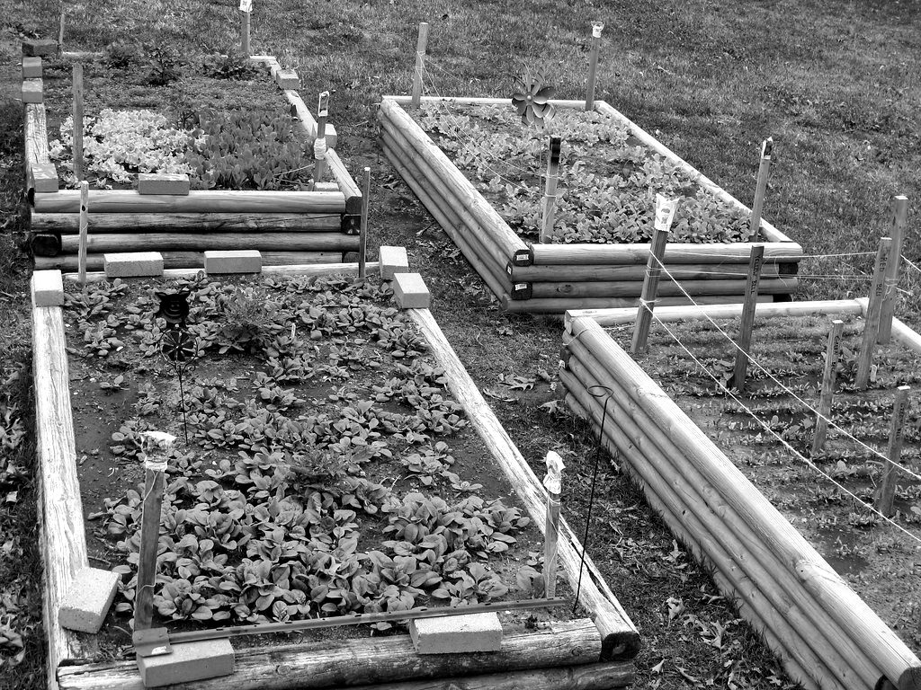 Raised garden beds with stakes and plant labels