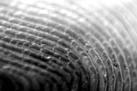 Extreme close-up of the ridges of a fingerprint