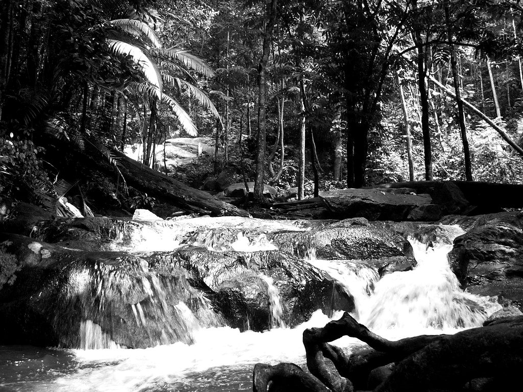 A small waterfall in a forest stream