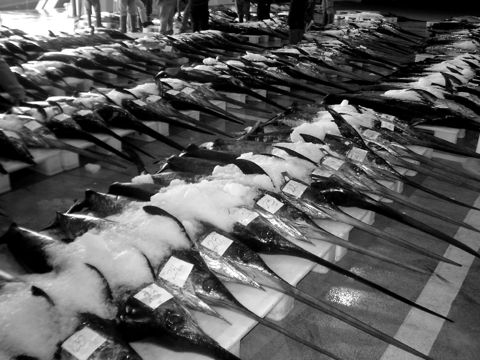 Rows of tuna laid out on the floor of a fish auction hall