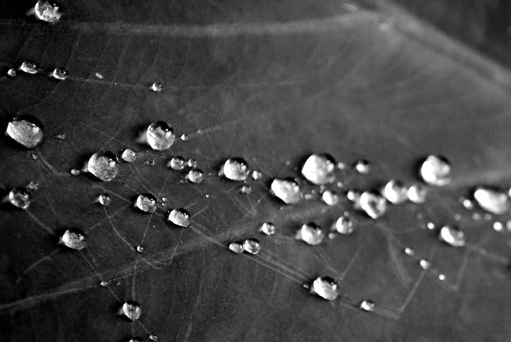 Water beads on a green leaf