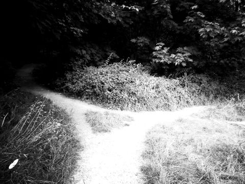 A footpath splitting in two through green grass